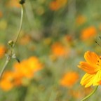 Neighborhood Adventure #1