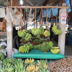 Neighborhood Adventure #2