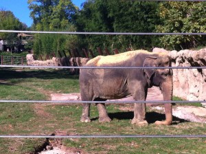 The new elephant area of the zoo finally opened, and it's really cool! 
