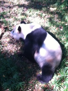 Papa Panda eating an apple.