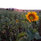 Saturday Mornings at the Пазар