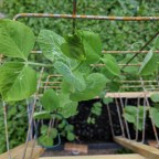 Trees and plants always look like the people they live with, somehow.